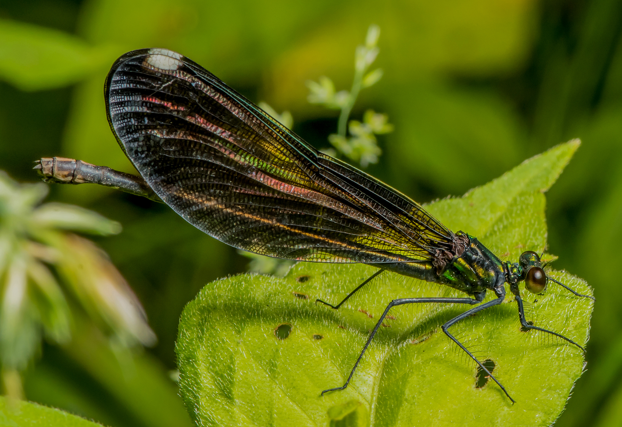 CLOSE-UPS / MACRO